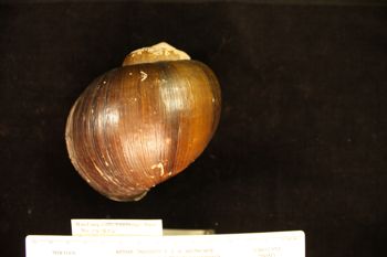 Media type: image; Malacology 141905